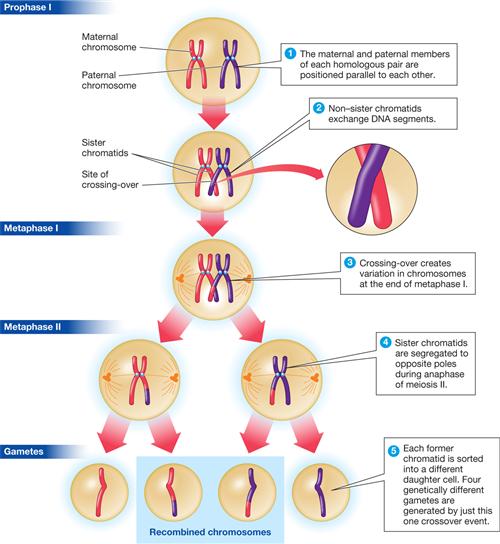 Meiosis 